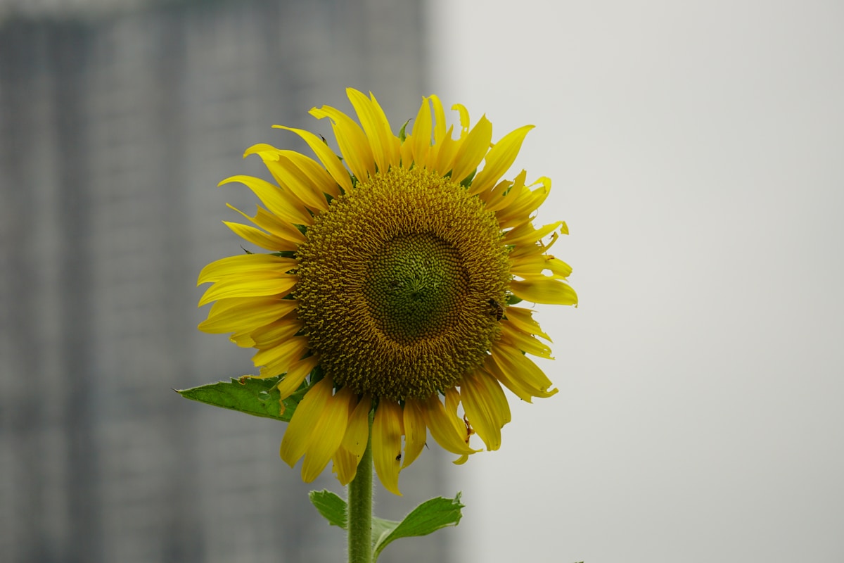a sunflower with a building in the background