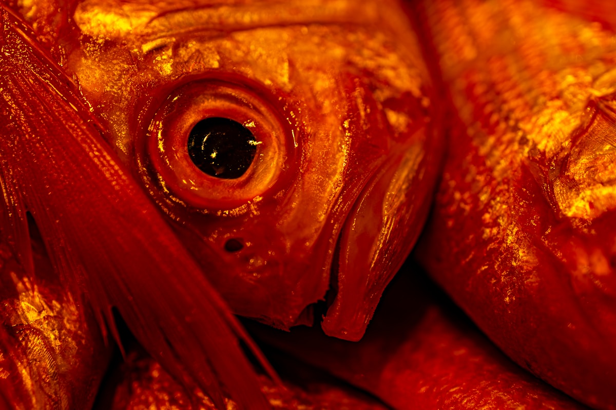 Close up of a bright red fish's eye.