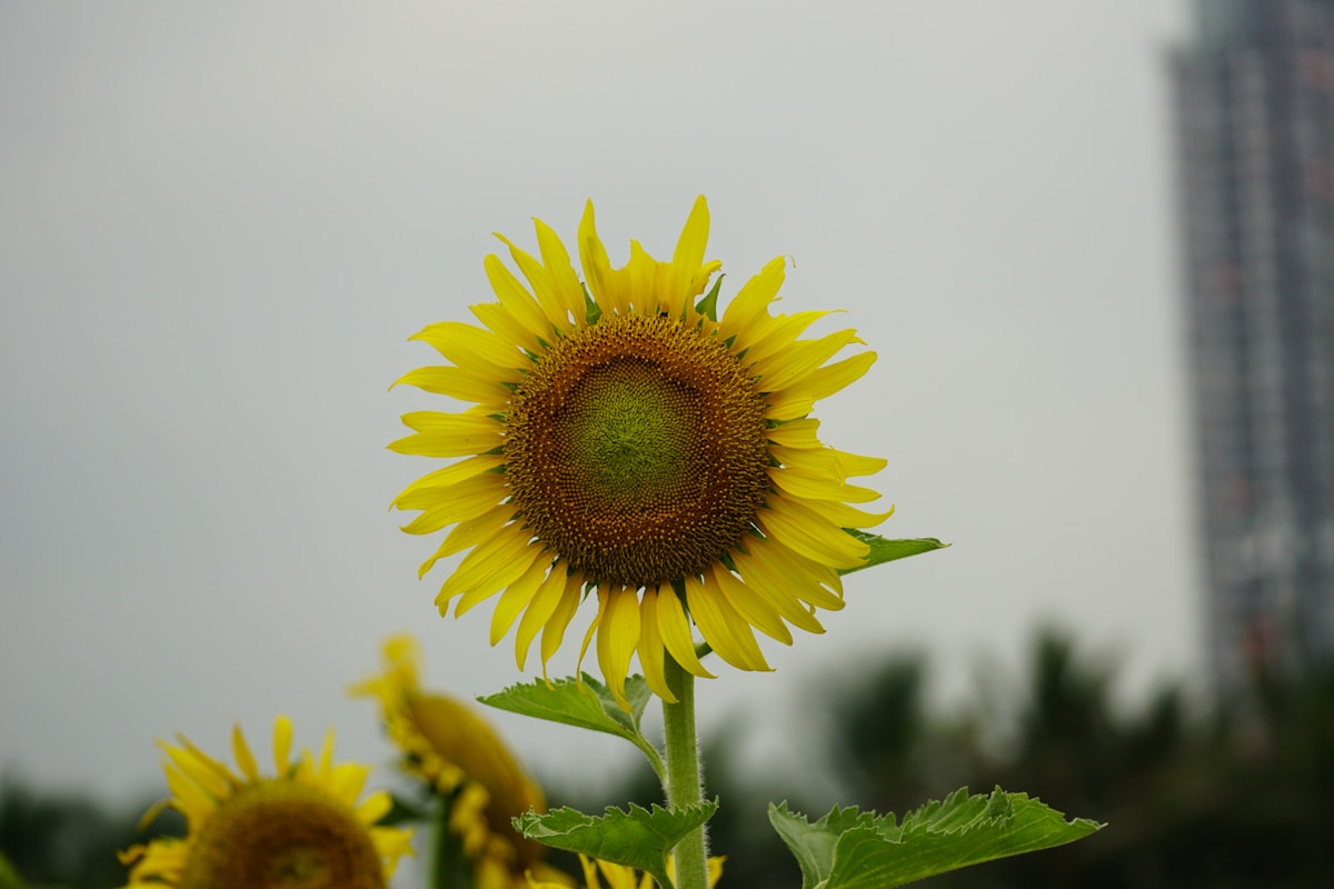 a large sunflower with a building in the background
